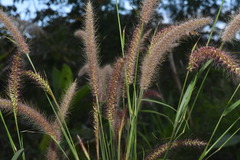 Cenchrus polystachios