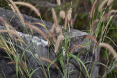 Cenchrus polystachios