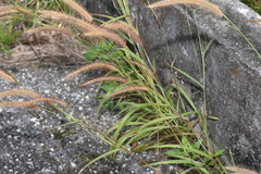 Cenchrus polystachios