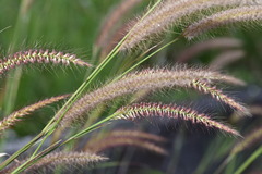 Cenchrus polystachios