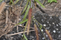 Cenchrus polystachios