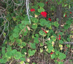 Pelargonium × hybridum