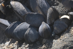 Mytilus planulatus