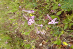 Silene colorata