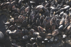 Xenostrobus neozelanicus