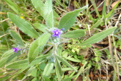 Anchusa aggregata