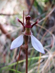 Eriochilus cucullatus