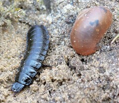 Carabus