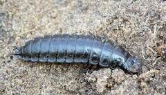 Carabus
