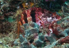 Hypoplectrodes nigroruber