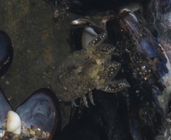 Isocladus armatus
