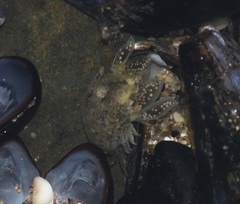 Isocladus armatus