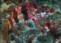 Hypoplectrodes nigroruber