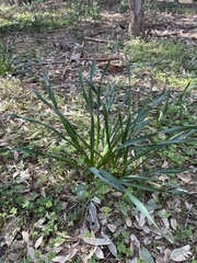 Narcissus tazetta