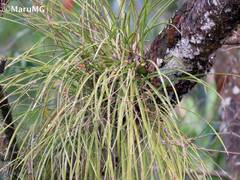 Encyclia bractescens
