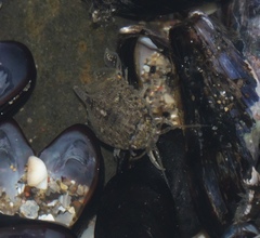Isocladus armatus