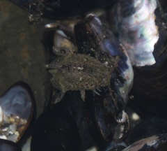 Isocladus armatus