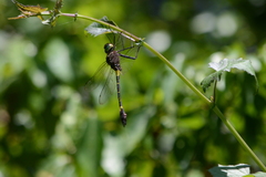 Phyllomacromia contumax