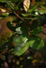 Sapindus emarginatus
