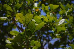 Sapindus emarginatus
