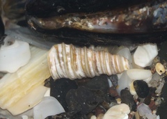 Stiracolpus