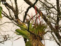 Tillandsia polystachia