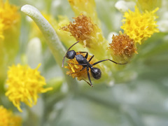Camponotus feae