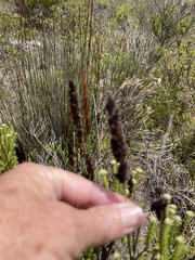 Elegia tectorum