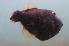 Eubalichthys bucephalus