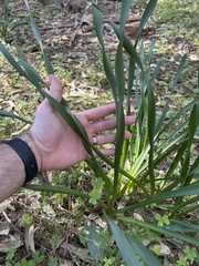 Narcissus tazetta