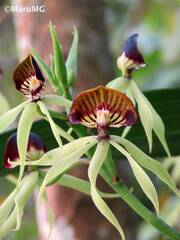Prosthechea cochleata