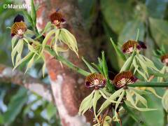 Prosthechea cochleata