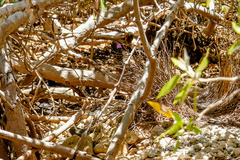 Chlamydera guttata