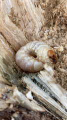 Lucanidae