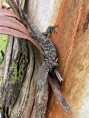 Varanus scalaris