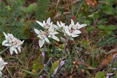 Leontopodium ochroleucum