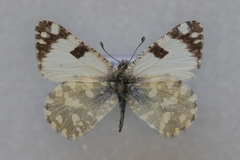 Euchloe crameri