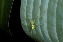 Anaptomecus longiventris