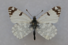 Euchloe crameri