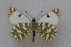Euchloe crameri
