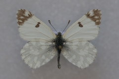 Euchloe crameri