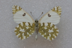 Euchloe crameri