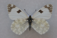Euchloe crameri