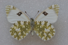 Euchloe crameri