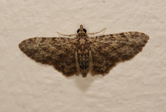 Gymnoscelis acidna