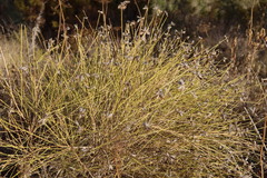 Ephedra californica