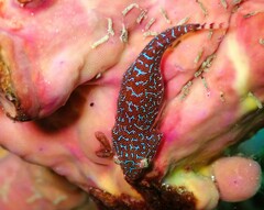 Cochleoceps orientalis