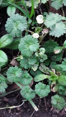 Geranium molle