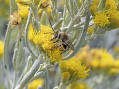 Tetraloniella hohmanni