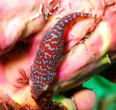 Cochleoceps orientalis